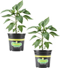 Bonnie Plants Red Bell Pepper, Live Plant, 1 Gal., 2-Pack