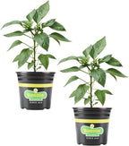 Bonnie Plants Red Bell Pepper, Live Plant, 1 Gal., 2-Pack