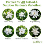 Perfect Plants Gardenia Liquid Fertilizer | 8oz. Tailored Bloom Boosting Plant Food | Great for Indoor Outdoor Flowering Plants