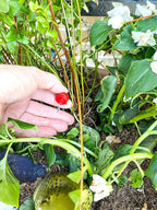 Rain Bird SWDMSPKIT Drip Irrigation Spot Watering Manifold on a Spike Kit, Bubblers and Emitters
