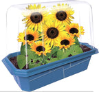 Unique Gardener Grow Your Own Sunflower Plants, Indoor Plant Seeds Kit for Gardening Enthusiasts, Includes Everything Needed to Grow Live Happy and Cheerful Flowers, Just Add Water