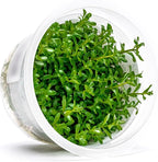 SubstrateSource Live Plant - Rotala Rotundifolia Green (Rotala rotundifolia) - Midground to Background Stem, Snail-Free in Vitro Aquarium Plant - Tissue Culture