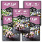 Clary Sage Seeds for Planting - Medicinal Herb for Aromatherapy & Pollinators, Fragrant Perennial Salvia Sclarea for Healing Gardens, Non-GMO Heirloom - Survival Garden Seeds (5 Packs)