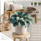 Live Perennial Hosta - Abiqua Drinking Guord (3 Plants Per Pack) Beautiful Accent Plant, 10" Tall by 4" Wide in 1 Qt Pot