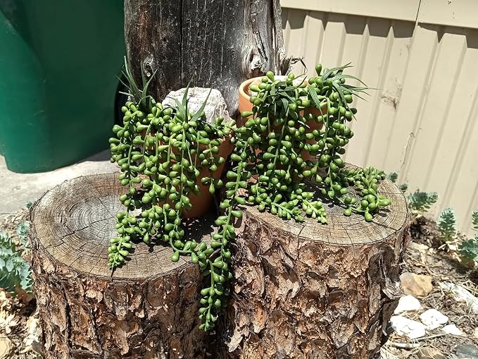 RECUTMS 8Pcs Artificial Succulent Plants Hanging String of Pearls Plant Faux Succulent Draping Greenery Unpotted Succulent Plant Summer Home Office Indoor Outdoor Wedding Graduation Party Decor(Green)