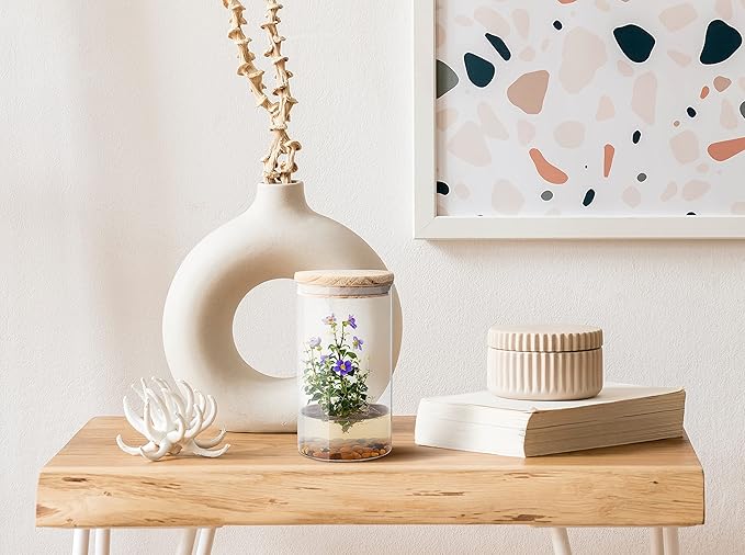 Bloomify Persian Violet (Exacum Affine) - Live Flower Terrarium in Self Sustaining Glass Jar, Maintenance Free, Great Unique Gift and Home Decor, 100% Growth Guarantee