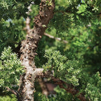 Brussel's Bonsai - Live Green Mound Juniper Bonsai Tree with Water Bonsai Pot, Outdoor Bonsai Tree Live Plant, 5 Years Old, 6-10 Inches Tall, Easy Care Bonsai for Patio Garden (Medium)