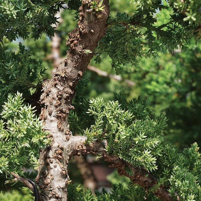 Brussel's Bonsai - Live Green Mound Juniper Bonsai Tree in Bonsai Pot, Outdoor Bonsai Tree Live Plant, 5 Years Old, 6-10 Inches Tall, Easy Care Evergreen Bonsai for Patio Garden Décor (Medium)