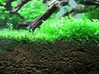 Foreground Potted Live Aquarium Plants | Freshwater Aquatic Plants for Aquariums (Potted Monte Carlo, 3 Pack)