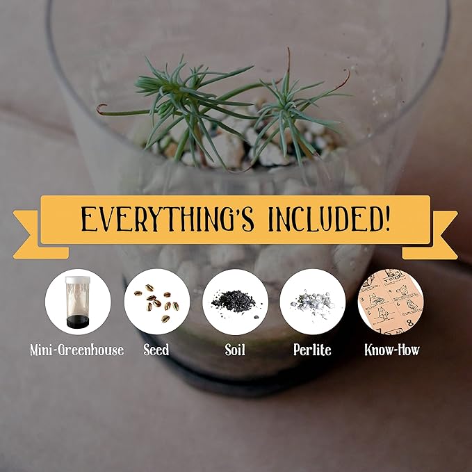 Bonsai Tree | Ginkgo Tree | Seed Grow Kit | The Jonsteen Company