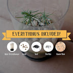 Bonsai Tree | Chinese Juniper | Seed Grow Kit | The Jonsteen Company