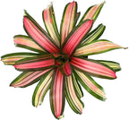 ragnaroc Live Plants – Bromeliad Neoregelia Minerva, 8-12" in 6" Pot - 1ct - Live Arrival Guaranteed - House Plants for Home Decor & Gift