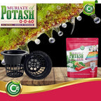 Muriate of Potash 0-0-60 Fertilizer Made in USA - MOP Potassium Plant Food for Indoor/Outdoor Plants, Flower Gardens, Fruit and Vegetable Gardens, Holistic Herbs, Trees and Lawns!