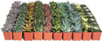 Shop Succulents Assorted Succulent Plant Pack Bulk Collection - Live Mini Succulent Plants, Low Maintenance, Mixture of Colors & Textures - Wedding and Party Favors, Gift & Garden, Pack of 140