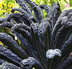 Black Magic Dinosaur Kale Seeds - 2 Feet Long Leaves - Approximately 500 Seeds