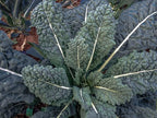 500 Organic Black Tuscan Lacinato Kale Seeds for Planting AKA Dinosaur Kale Heirloom Non GMO 1.75+ Grams Garden Vegetable Bulk Survival