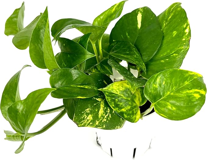 Pothos Golden Easy Air Purifying House Plant, 4" Pot