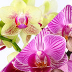 Green Circle Growers Pink and Yellow Orchid Duo in 4" White Pot with a Bunny Pick, Live Indoor Plants, House Plant