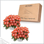 Live Flowering New Guinea Impatiens - Harmony Orange Star (2 Plants Per Pack) - Beautiful Shade Flowers - 12" Tall by 5" Wide in 1 Qt Pot