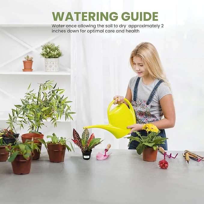 Bumble Plants Croton Petra Live Plants [Winter Thermal Packaging Included], Vibrant Foliage, Air-Purifying Indoor House Plants in Pot, Easy-Care | Low Light Indoor Plants