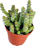 4" Crassula 'Baby's Necklace', Live Trailing Succulent Fully Rooted in Pots with Soil Mix, Rare House Plant for Home Office Wedding Hanging Decoration, DIY Projects, Party Favor Gift by Fatplants