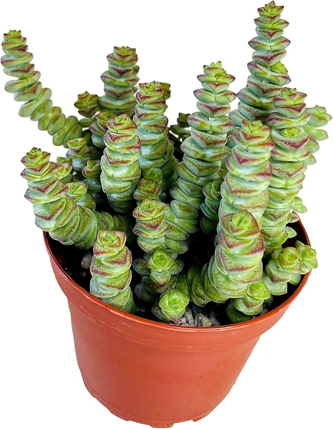 4" Crassula 'Baby's Necklace', Live Trailing Succulent Fully Rooted in Pots with Soil Mix, Rare House Plant for Home Office Wedding Hanging Decoration, DIY Projects, Party Favor Gift by Fatplants