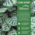 Calathea Makoyana Peacock Plant - Live Plant in a 4 Inch Pot - Exotic Low Light Tropical Houseplant with Patterned Green and Purple Leaves – Pet Safe, Air Purifying Foliage for Home or Office
