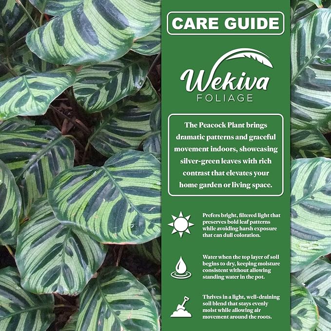 Peacock Plant - 5 Live Plants in 4 Inch Pots - Calathea Makoyana- Beautiful Easy to Grow Air Purifying Indoor Plant