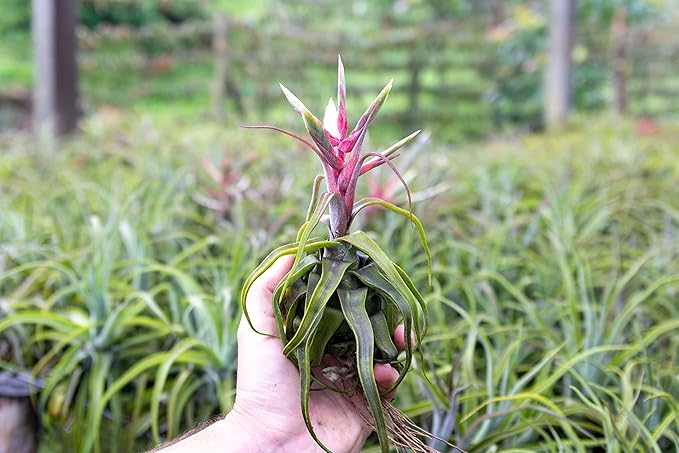 3 Pack Medium Air Plants Streptophylla - Live Tillandsia Succulent House Plants - Available in Wholesale and Bulk - Home and Garden Decor - Easy Care Indoor & Outdoor Air Plant