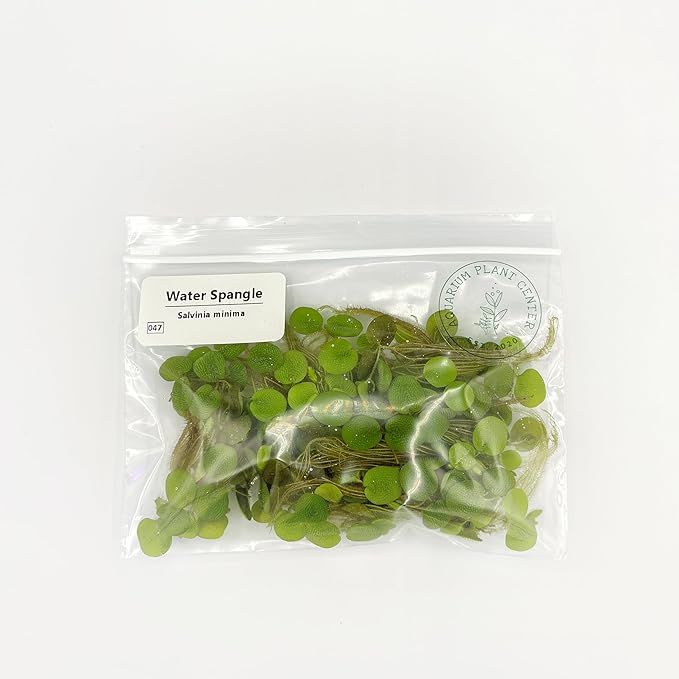 Water Spangle, Salvinia Minima, Live Aquarium/Aquatic/Freshwater/Floating/Pond Plant/Planted Tank/Aquascaping/Paludarium by Aquarium Plant Center (24 Plants, 120+ Leaves)