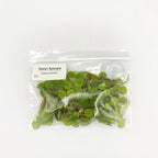 Water Spangle, Salvinia Minima, Live Aquarium/Aquatic/Freshwater/Floating/Pond Plant/Planted Tank/Aquascaping/Paludarium by Aquarium Plant Center (24 Plants, 120+ Leaves)
