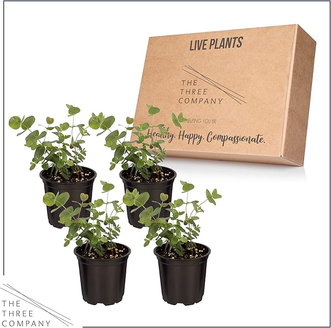 Live Aromatic and Edible Herb - Eucalyptus (4 Per Pack) - Assorted Varieties, Natural Air Purifier, 10" Tall by 3" Wide