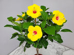 Braided Yoder Yellow Hibiscus Tree - Yellow Hibiscus Flowers - Overall Size 36" to 42" - Live Plant - Tropical Plants of Florida (Plant)