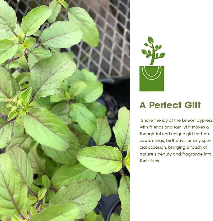 Generic Tulsi Krishna Holy Basil Plants Live - Rare Live Basil Plant - Ocimum Sanctum - Purple Tulsi Herbs - Non GMO - Garden Indoor & Outdoor