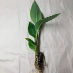 Chalily Canna 'Endeavor', a Great Live Pond Plant for Your Water Garden. Filters koi and Goldfish Ponds. Good for Bogs, Plant Shelf or Shallow Water This marginal Aquatic is a Real Beauty