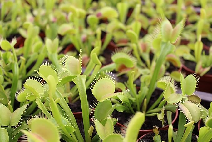 3 Inch Live Venus Fly Trap Live Plant 3PK, Venus Fly Trap Soil, Live Venus Flytrap Live Plants Indoor Plants Live Houseplants, Venus Fly Trap Pot, Venus Fly Trap Plant House Plants by Plants for Pets