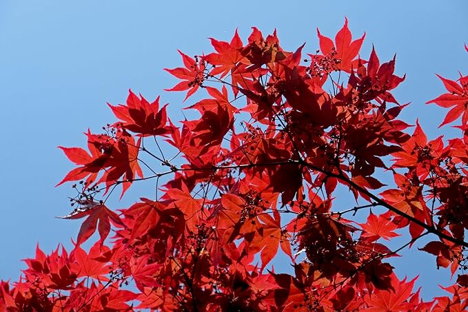 Large Two Pack of American Red Maple Shade Trees - 2 Live Plants Shipped 5 to 6 Feet Tall by DAS Farms