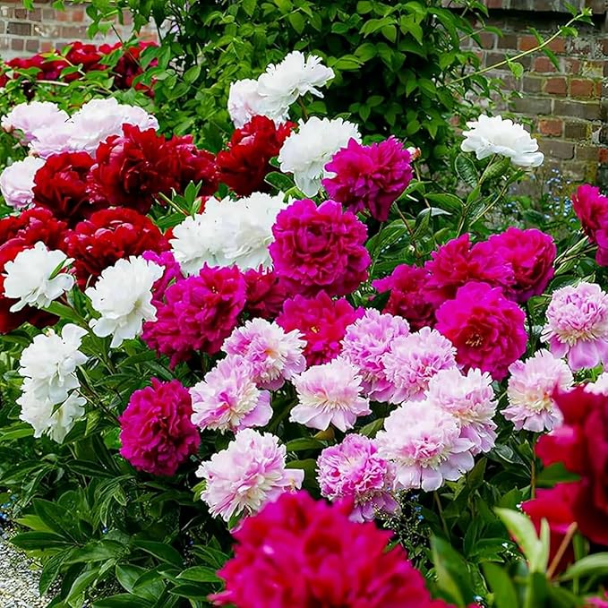 Rare Peony Seeds for Planting - 100+ Peony Seeds Heirloom Seeds Beautiful Flower Seeds Home Garden Bonsai