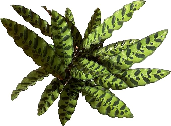 Calathea Lancifolia 'Rattlesnake' in 6" Pot - Calathea Live Plant - Rattlesnake Plant Live - Best Air Purifying Plant - CA Seller