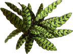 Calathea Lancifolia 'Rattlesnake' in 6" Pot - Calathea Live Plant - Rattlesnake Plant Live - Best Air Purifying Plant - CA Seller