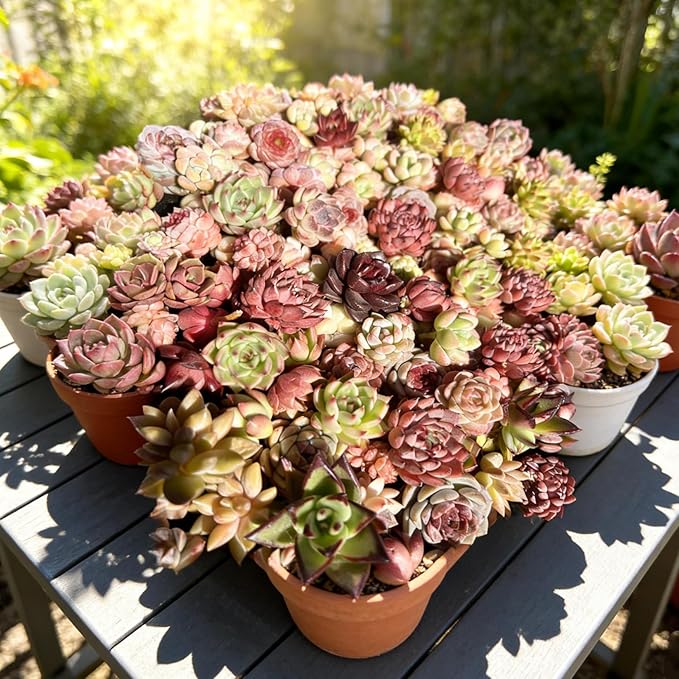 100 Pack Succulent Plants Live, Assorted Succulents Bulk Bare Root, Live Mini Succulent Plants, Easy Care Indoor Outdoor Plants for Beginners, Terrarium DIY Kit, Wedding Party Favors,Desk Decor