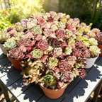 100 Pack Succulent Plants Live, Assorted Succulents Bulk Bare Root, Live Mini Succulent Plants, Easy Care Indoor Outdoor Plants for Beginners, Terrarium DIY Kit, Wedding Party Favors,Desk Decor