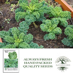 Dwarf Blue Curled Scotch Vates Kale Seeds (Brassica oleracea) – 750+ Non-GMO & Heirloom Seeds by Isla’s Garden Seeds, Classic Cool-Season Leafy Green for Gardens, Containers & Microgreens, Gift Idea