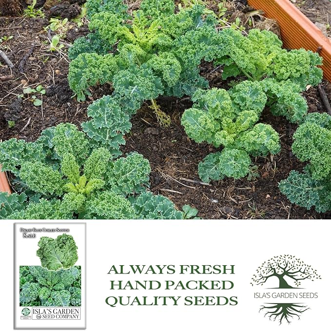 Dwarf Blue Curled Scotch Vates Kale Seeds (Brassica oleracea) – 750+ Non-GMO & Heirloom Seeds by Isla’s Garden Seeds, Classic Cool-Season Leafy Green for Gardens, Containers & Microgreens, Gift Idea