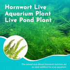 Beginner's 10-Pack Aquarium Live Plants Bundle - Ideal for Freshwater Tanks - Easy Care, Low Maintenance, & Vibrant Greenery for a Thriving Aquatic Habitat - 30 Plant Bundle