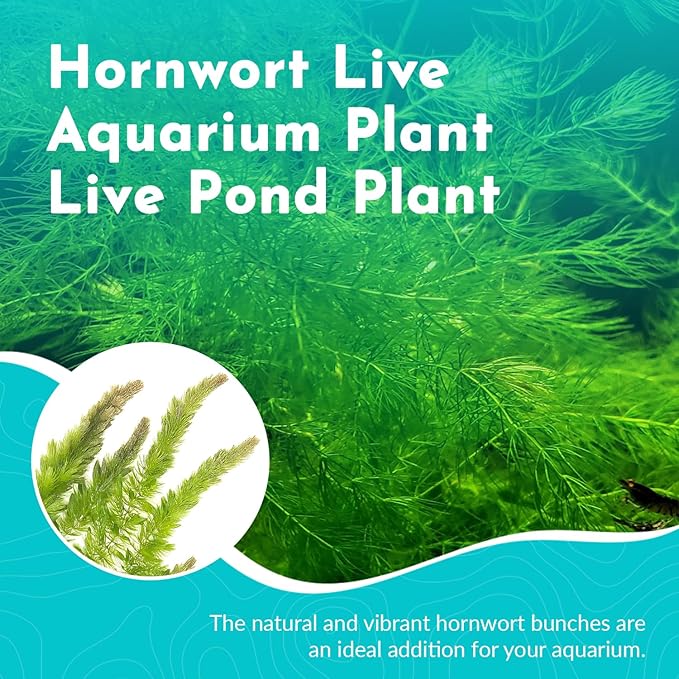 Beginner's 10-Pack Aquarium Live Plants Bundle - Ideal for Freshwater Tanks - Easy Care, Low Maintenance, & Vibrant Greenery for a Thriving Aquatic Habitat - 30 Plant Bundle