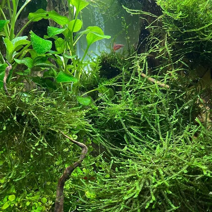 Java Moss Vesicularia Dubyana Mats US Grow Live Aquarium Plant Tropical Freshwater Decorations BUY2GET1FREE