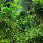 Java Moss Vesicularia Dubyana Mats US Grow Live Aquarium Plant Tropical Freshwater Decorations BUY2GET1FREE