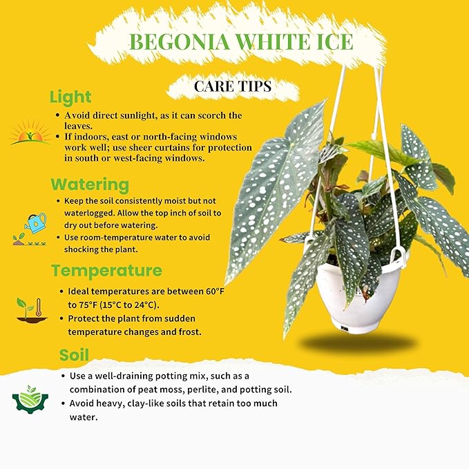 Begonia White Ice Live Plant in 4.5-Inch Hanging Pot - Elegant Tropical Houseplant with Shimmering Silver Leaves - Air Purifying Indoor Plants for Home Office Wedding Decor & Gift (Heat Pack Incuded)