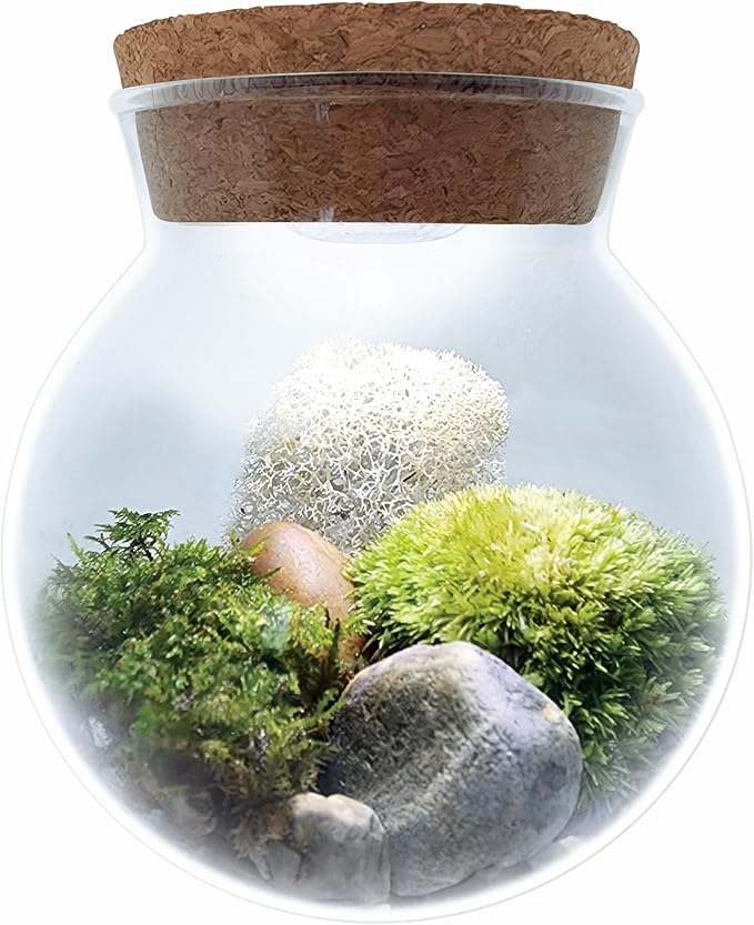 Create Your Serene Moss Sanctuary with The Unique Gardener Moss Bowl Terrarium Kit with LED Light - Complete Terrarium Supplies, Indoor Plants for Stress Relief & Air Purification!